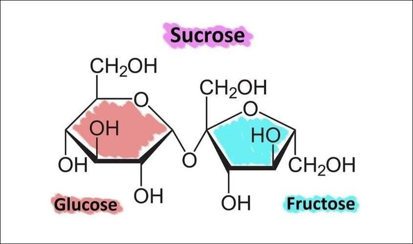 Sucrose là gì